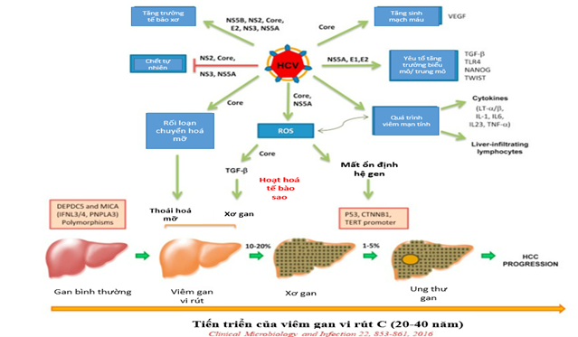 Nguyên nhân viêm gan – Những yếu tố gây bệnh tiềm ẩn mà bạn cần biết