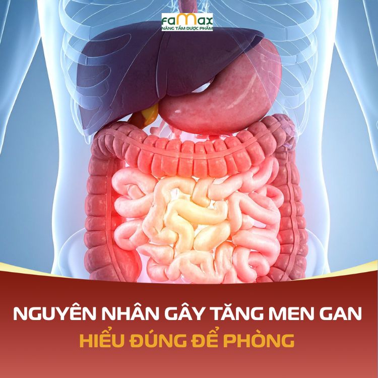 Nguyen Nhan Gay Tang Men Gan Hieu Dung De Phong Tranh Va Dieu Tri Hieu Qua 6927d6c21204a.webp