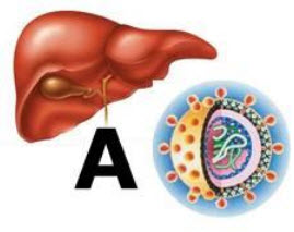 Viêm gan A có chữa được không - Những điều bạn cần biết về căn bệnh truyền nhiễm này