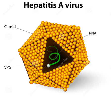 Viêm gan A có chữa được không - Những điều bạn cần biết về căn bệnh truyền nhiễm này