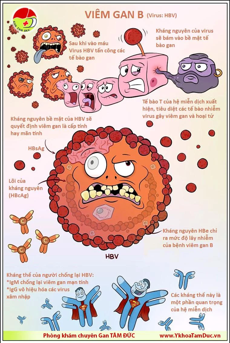 Viêm gan virus - Hiểu đúng để phòng tránh hiệu quả và sống khỏe mạnh